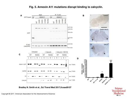 Fig. 5. Annexin A11 mutations disrupt binding to calcyclin.