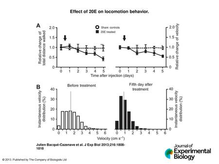 Effect of 20E on locomotion behavior.