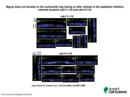 Bgs1p does not localize to the contractile ring during or after mitosis in the septation initiation network mutants cdc11-119 and cdc14-118. Bgs1p does.