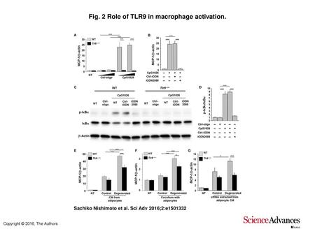 Fig. 2 Role of TLR9 in macrophage activation.