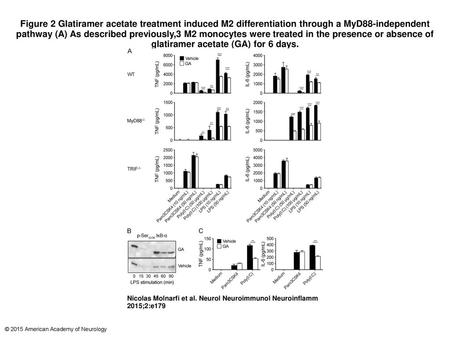 Figure 2 Glatiramer acetate treatment induced M2 differentiation through a MyD88-independent pathway (A) As described previously,3 M2 monocytes were treated.