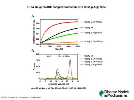 ER-to-Golgi SNARE complex formation with Bos1 p.Arg196del.