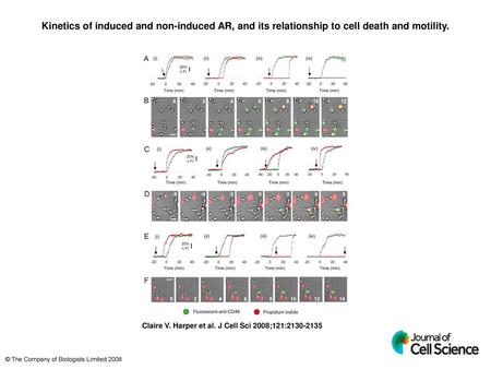 Kinetics of induced and non-induced AR, and its relationship to cell death and motility. Kinetics of induced and non-induced AR, and its relationship to.