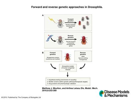 Forward and reverse genetic approaches in Drosophila.