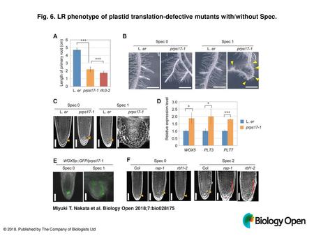 Fig. 6. LR phenotype of plastid translation-defective mutants with/without Spec. LR phenotype of plastid translation-defective mutants with/without Spec.