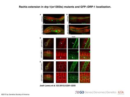 Rachis extension in drp-1(or1393ts) mutants and GFP::DRP-1 localization. Rachis extension in drp-1(or1393ts) mutants and GFP::DRP-1 localization. (A) The.