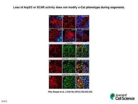 Loss of Arp2/3 or SCAR activity does not modify α-Cat phenotype during oogenesis. Loss of Arp2/3 or SCAR activity does not modify α-Cat phenotype during.