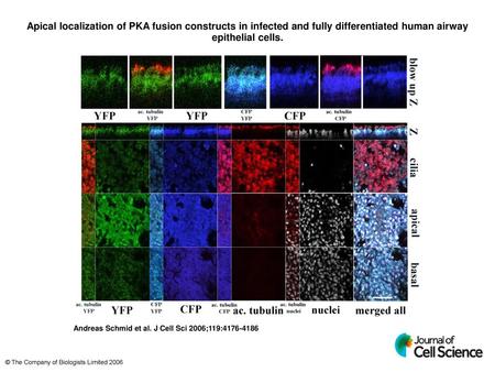 Apical localization of PKA fusion constructs in infected and fully differentiated human airway epithelial cells. Apical localization of PKA fusion constructs.