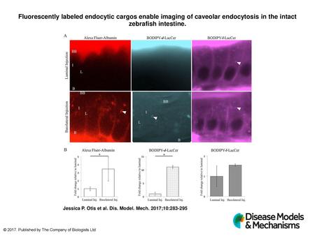 Fluorescently labeled endocytic cargos enable imaging of caveolar endocytosis in the intact zebrafish intestine. Fluorescently labeled endocytic cargos.