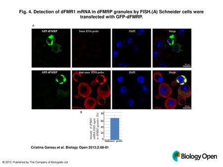 Fig. 4. Detection of dFMR1 mRNA in dFMRP granules by FISH