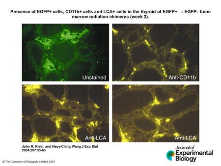 Presence of EGFP+ cells, CD11b+ cells and LCA+ cells in the thyroid of EGFP+ → EGFP– bone marrow radiation chimeras (week 3). Presence of EGFP+ cells,