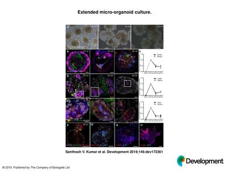 Extended micro-organoid culture.