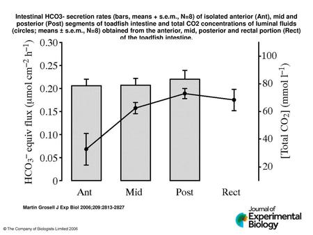 Intestinal HCO3- secretion rates (bars, means + s. e. m