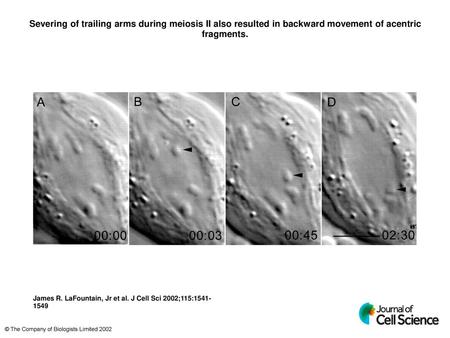 Severing of trailing arms during meiosis II also resulted in backward movement of acentric fragments. Severing of trailing arms during meiosis II also.