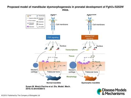 Proposed model of mandibular dysmorphogenesis in prenatal development of Fgfr2+/S252W mice. Proposed model of mandibular dysmorphogenesis in prenatal development.