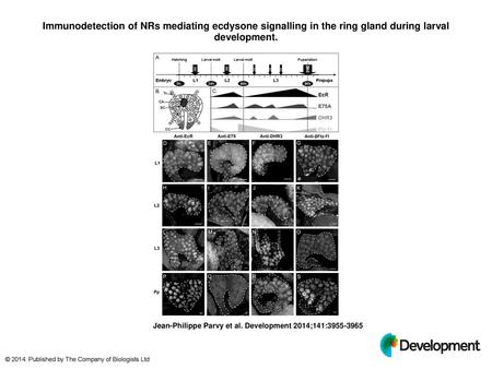 Immunodetection of NRs mediating ecdysone signalling in the ring gland during larval development. Immunodetection of NRs mediating ecdysone signalling.