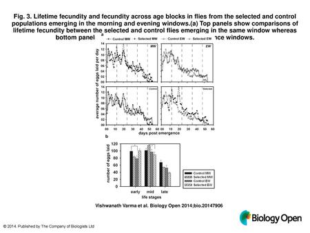 Fig. 3. Lifetime fecundity and fecundity across age blocks in flies from the selected and control populations emerging in the morning and evening windows.(a)