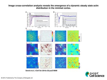 Image cross-correlation analysis reveals the emergence of a dynamic steady state actin distribution in the minimal cortex. Image cross-correlation analysis.