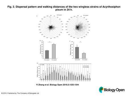 Fig. 2. Dispersal pattern and walking distances of the two wingless strains of Acyrthosiphon pisum in 24 h. Dispersal pattern and walking distances of.