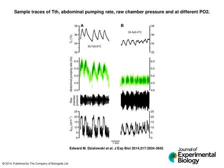 Sample traces of Tth, abdominal pumping rate, raw chamber pressure and at different PO2. Sample traces of Tth, abdominal pumping rate, raw chamber pressure.