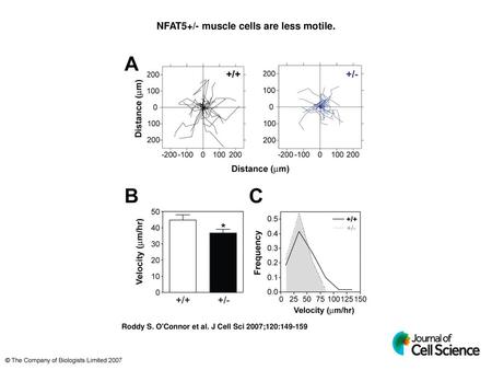 NFAT5+/- muscle cells are less motile.