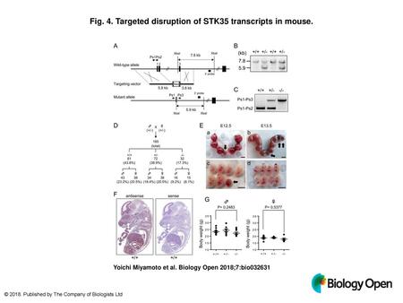 Fig. 4. Targeted disruption of STK35 transcripts in mouse.