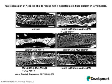 Overexpression of Nedd4 is able to rescue miR-1-mediated actin fiber disarray in larval hearts. Overexpression of Nedd4 is able to rescue miR-1-mediated.