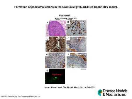 Formation of papilloma lesions in the UroIICre+Fgfr3+/K644EK-RasG12D/+ model. Formation of papilloma lesions in theUroIICre+Fgfr3+/K644EK-RasG12D/+model.