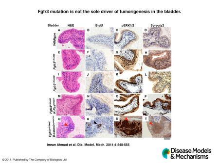 Fgfr3 mutation is not the sole driver of tumorigenesis in the bladder.