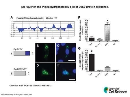 (A) Faucher and Pliska hydrophobicity plot of D2SV protein sequence.