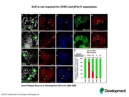 EcR is not required for DHR3 and βFtz-f1 expression.