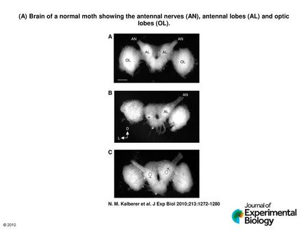 (A) Brain of a normal moth showing the antennal nerves (AN), antennal lobes (AL) and optic lobes (OL). (A) Brain of a normal moth showing the antennal.