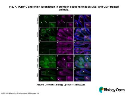 Fig. 7. VCBP-C and chitin localization in stomach sections of adult DSS- and CMP-treated animals. VCBP-C and chitin localization in stomach sections of.