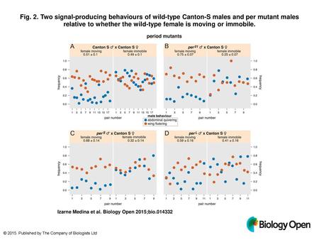 Fig. 2. Two signal-producing behaviours of wild-type Canton-S males and per mutant males relative to whether the wild-type female is moving or immobile.