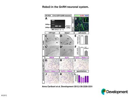 Robo3 in the GnRH neuronal system.