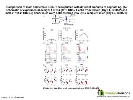 Comparison of male and female CD8+ T cells primed with different amounts of cognate Ag. (A) Schematic of experimental design: 1 × 104 gBT-I CD8+ T cells.