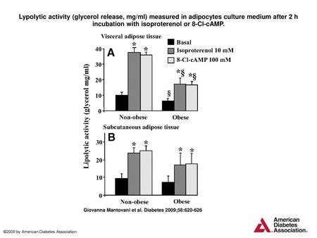 Lypolytic activity (glycerol release, mg/ml) measured in adipocytes culture medium after 2 h incubation with isoproterenol or 8-Cl-cAMP. Lypolytic activity.