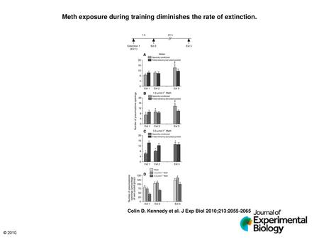 Meth exposure during training diminishes the rate of extinction.