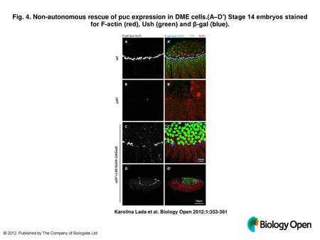 Fig. 4. Non-autonomous rescue of puc expression in DME cells