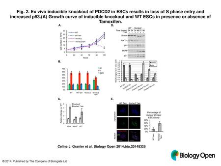 Fig. 2. Ex vivo inducible knockout of PDCD2 in ESCs results in loss of S phase entry and increased p53.(A) Growth curve of inducible knockout and WT ESCs.