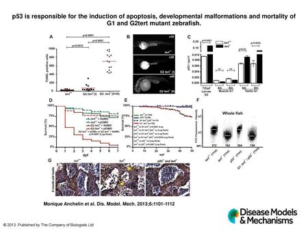 P53 is responsible for the induction of apoptosis, developmental malformations and mortality of G1 and G2tert mutant zebrafish. p53 is responsible for.