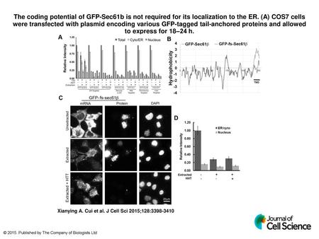 The coding potential of GFP-Sec61b is not required for its localization to the ER. (A) COS7 cells were transfected with plasmid encoding various GFP-tagged.