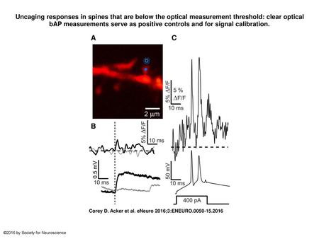 Uncaging responses in spines that are below the optical measurement threshold: clear optical bAP measurements serve as positive controls and for signal.