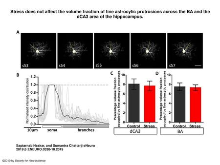 Stress does not affect the volume fraction of fine astrocytic protrusions across the BA and the dCA3 area of the hippocampus. Stress does not affect the.