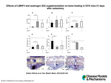 Effects of LMHFV and oestrogen (E2) supplementation on bone healing in OVX mice 21 days after osteotomy. Effects of LMHFV and oestrogen (E2) supplementation.