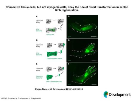 Connective tissue cells, but not myogenic cells, obey the rule of distal transformation in axolotl limb regeneration. Connective tissue cells, but not.