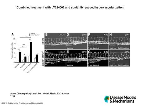 Combined treatment with LY and sunitinib rescued hypervascularization.