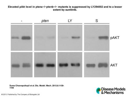 Elevated pAkt level in ptena−/−ptenb−/− mutants is suppressed by LY294002 and to a lesser extent by sunitinib. Elevated pAkt level in ptena−/−ptenb−/−