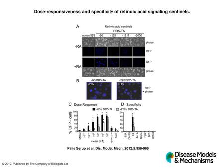 Dose-responsiveness and specificity of retinoic acid signaling sentinels. Dose-responsiveness and specificity of retinoic acid signaling sentinels. (A)