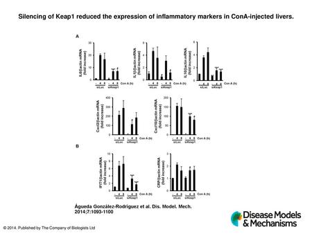 Silencing of Keap1 reduced the expression of inflammatory markers in ConA-injected livers. Silencing of Keap1 reduced the expression of inflammatory markers.